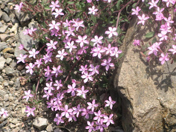 Saponaria ocymoides (Saponaria rosa, Ocimoide rosa)