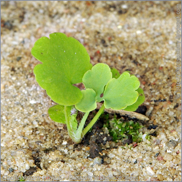 Chelidonium majus seedling - Glistnik jaskółcze ziele siewka