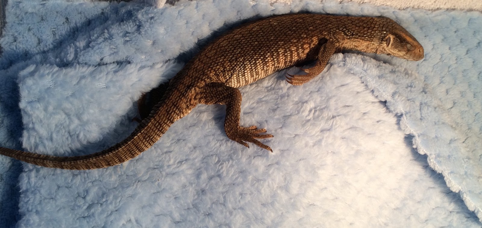 [coccidia-bearded-dragon.jpg]