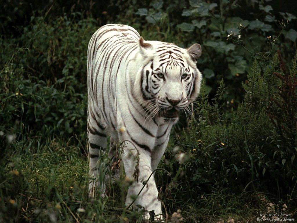 TIGER WALLPAPERS: Best White Tiger Wallpapers