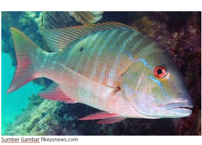 Fantastic Sea Nama Nama Ikan Laut Terlengkap Beserta Gambarnya