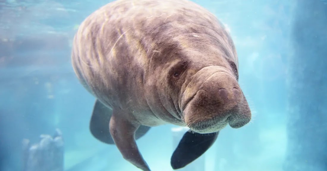 Florida Manatees Are No Longer Endangered