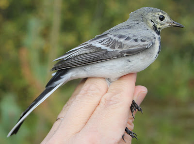 Västäräkki, Motacilla alba, White Wagtail