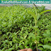 Jual Bibit Tabebuya Daun Lebar Harga Murah