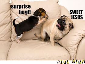 Funny dogs playing on couch