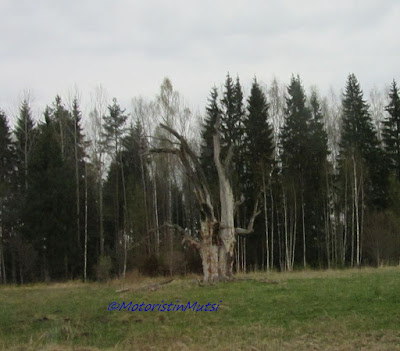 Snag in Latvia