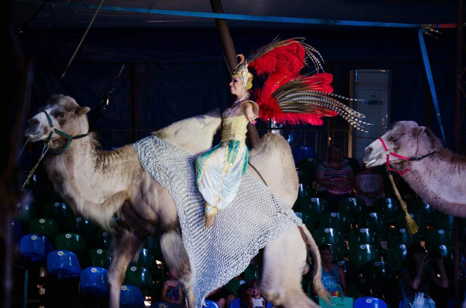 Циркис бозебы. Можно ли ходить в цирк. Цирк зверей. Мы идём в цирк. Цирк barnum bailey.