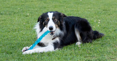 A Working Border Collie gnaws a Kong Safestix fetch toy at the park