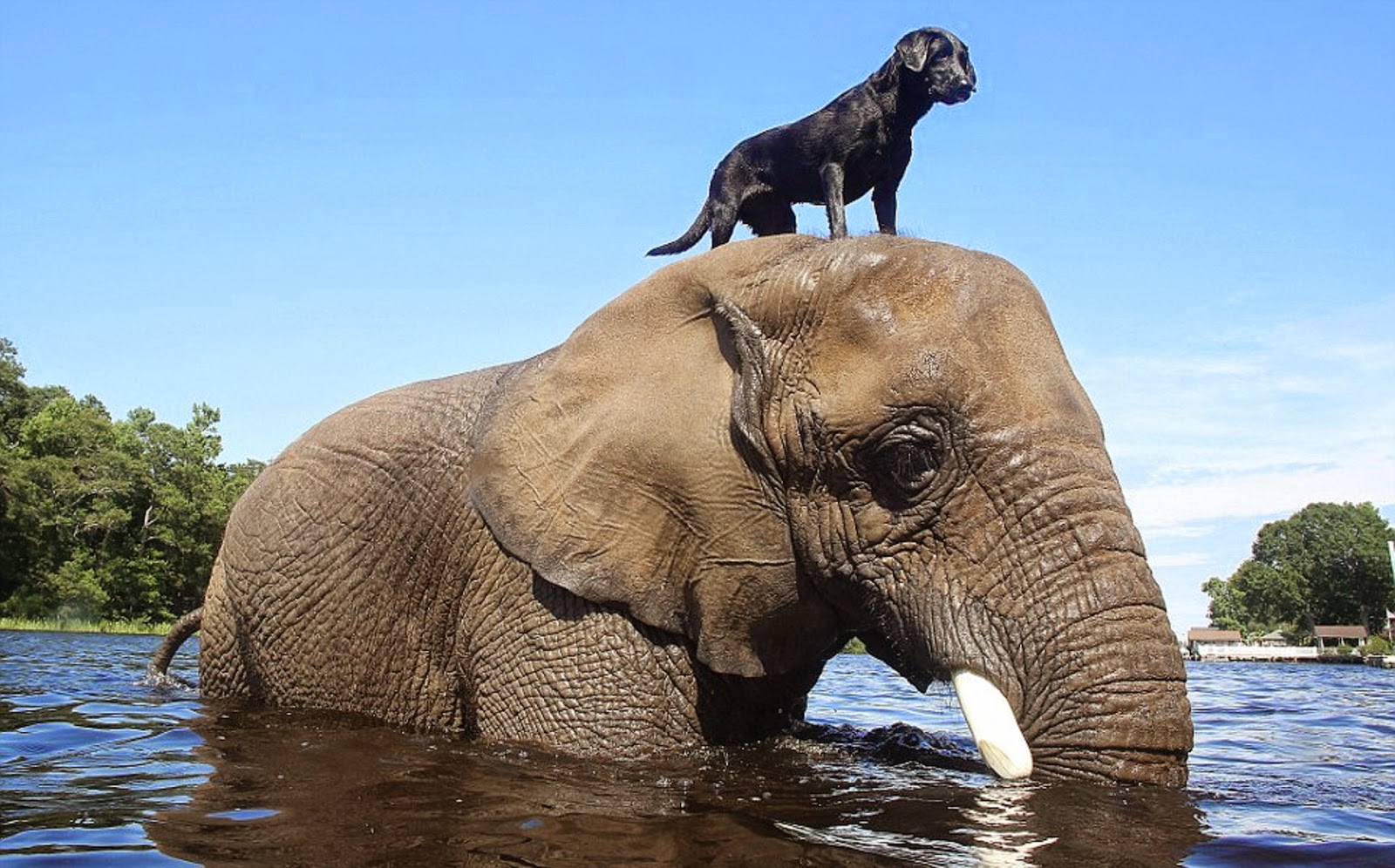 Beautiful Elephant Images HD Wallpaper all 4u wallpaper