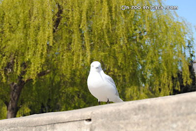 Gaviota maorí (Chroicocephalus bulleri)