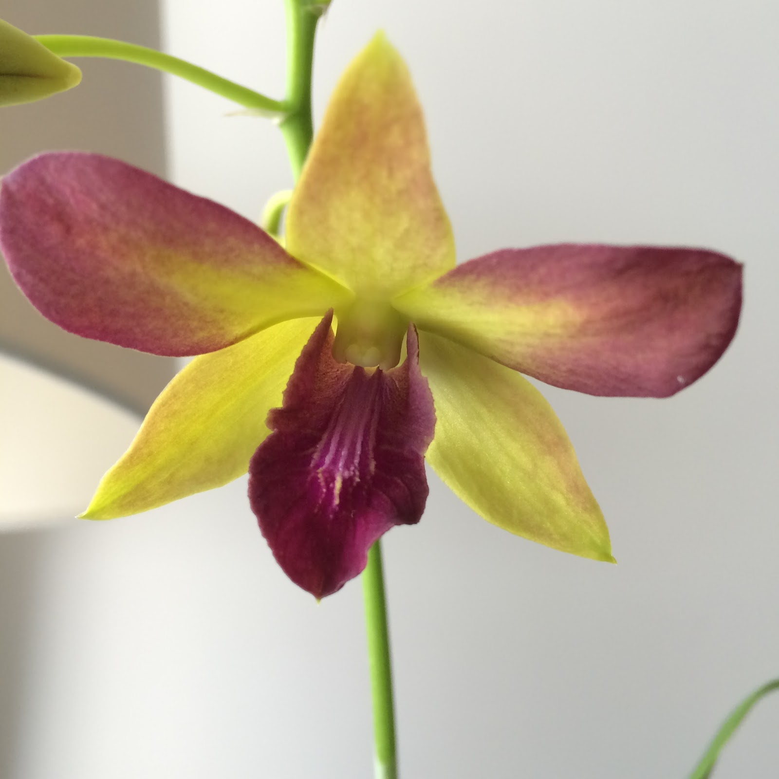 Balcony Orchid Garden Another New Dendrobium