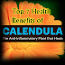 Top 7 Health Benefits of Calendula