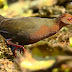 Ruddy-breasted Crake with Bug Catch