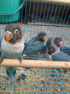 Cara Beternak Lovebird yang Baik bagi Pemula Cara Beternak Lovebird yang Baik bagi Pemula