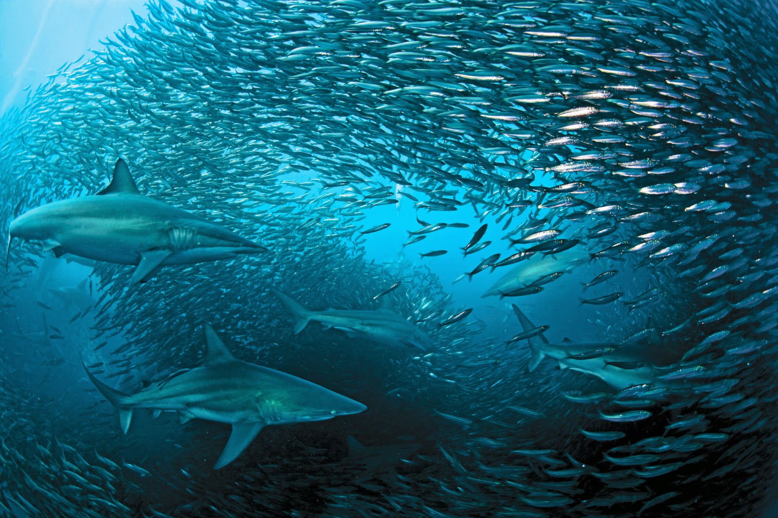 La masiva y espectacular migración de sardinas en Sudáfrica | Mundo  Asombroso