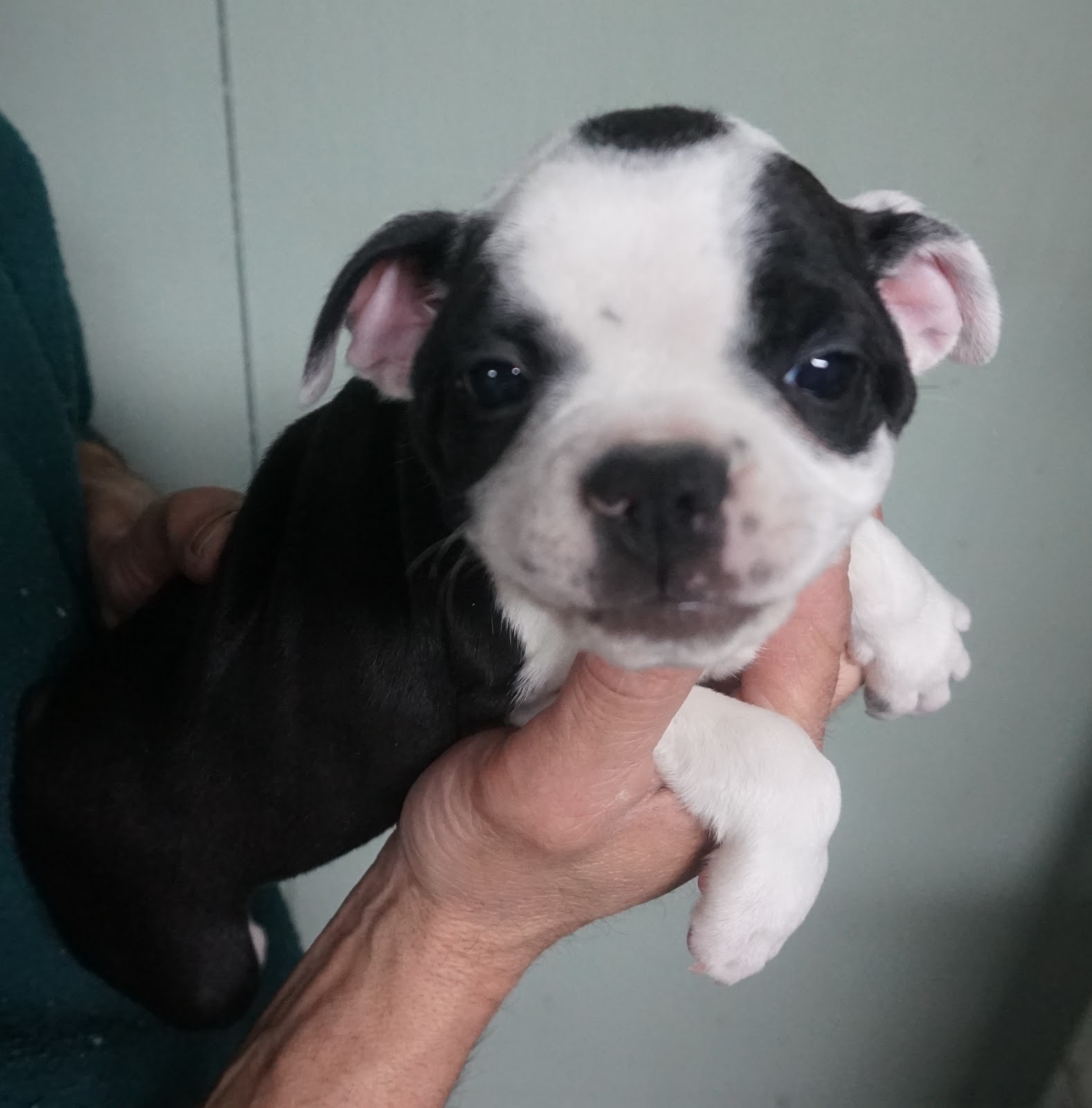 B & C Kennels French Bulldogs & Frenchtons