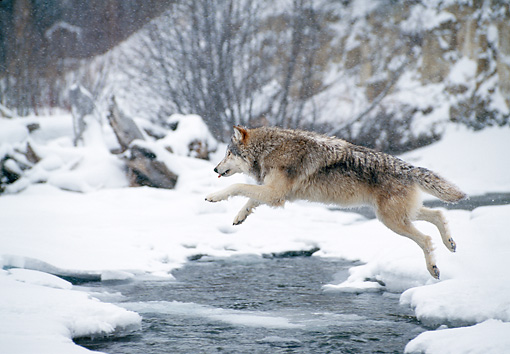 White Wolf : 19 Stunning Photos Of Impressive Wolf Jumps
