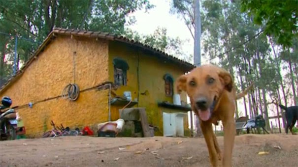 Abandoned Dog Traveled 4 Miles Every Night – So They Finally Followed Her and WOW