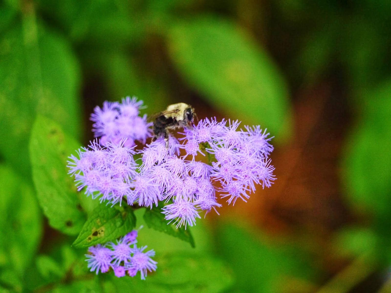 gardensduke Plant spotlight Blue Mistflower