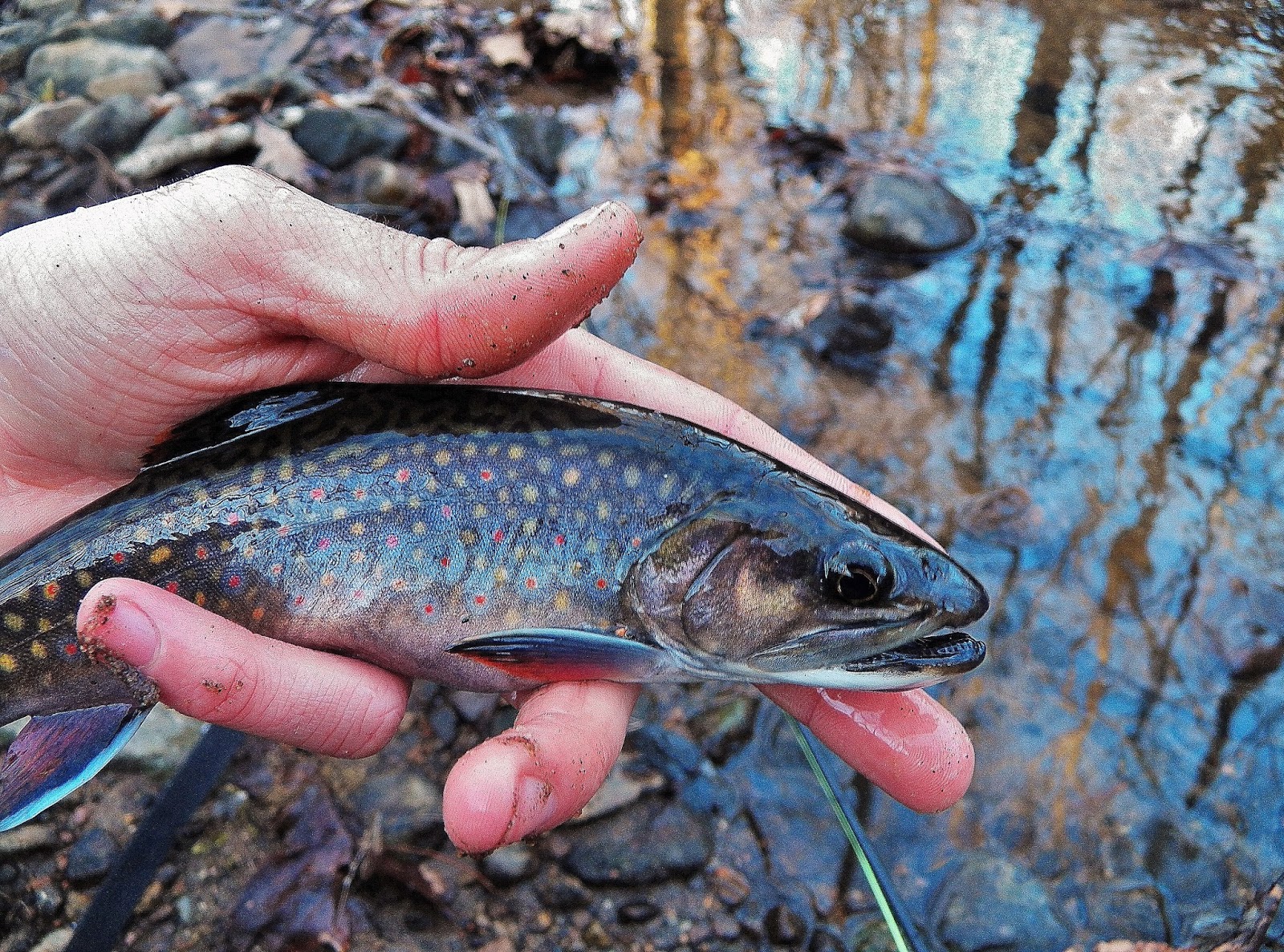 Connecticut Fly Angler Another Amazing New Brook Trout Stream