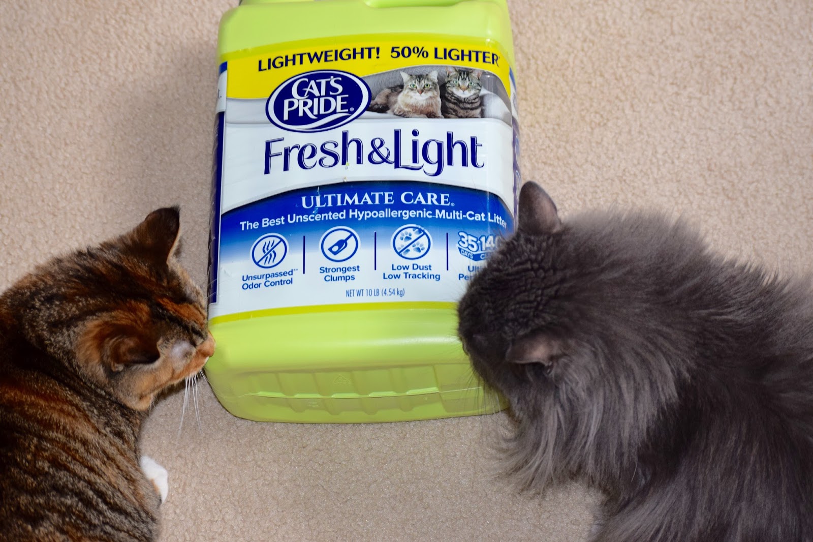 Cait's Cozy Corner Helping My Cats One Green Jug At A Time