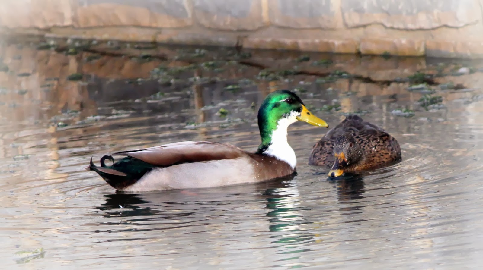 Mon coeur au Sud un amour de canard Mon coeur au Sud un amour de canard