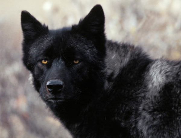 Abe's Animals: BREAKING NEWS: The extinct Florida black wolf lives!?!
