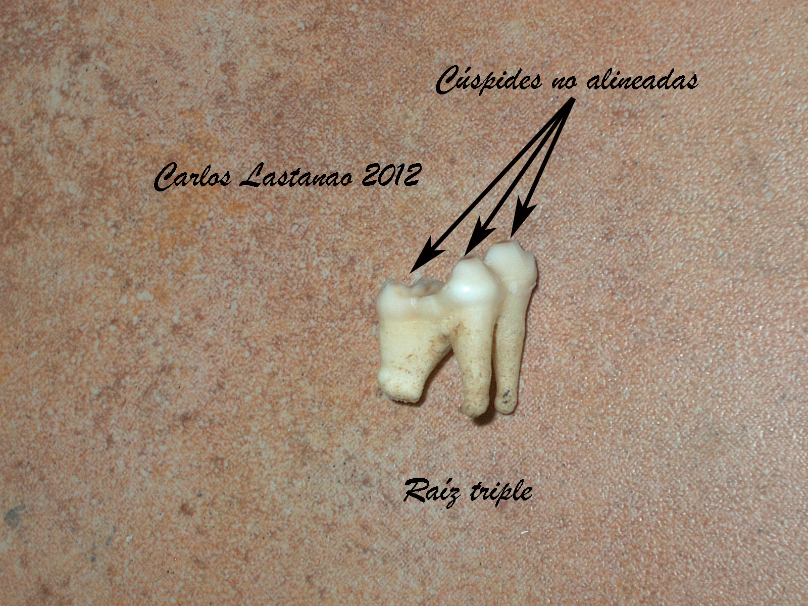 EL GRUMETE DEL BEAGLE: Los dientes de los mamíferos. Cánidos
