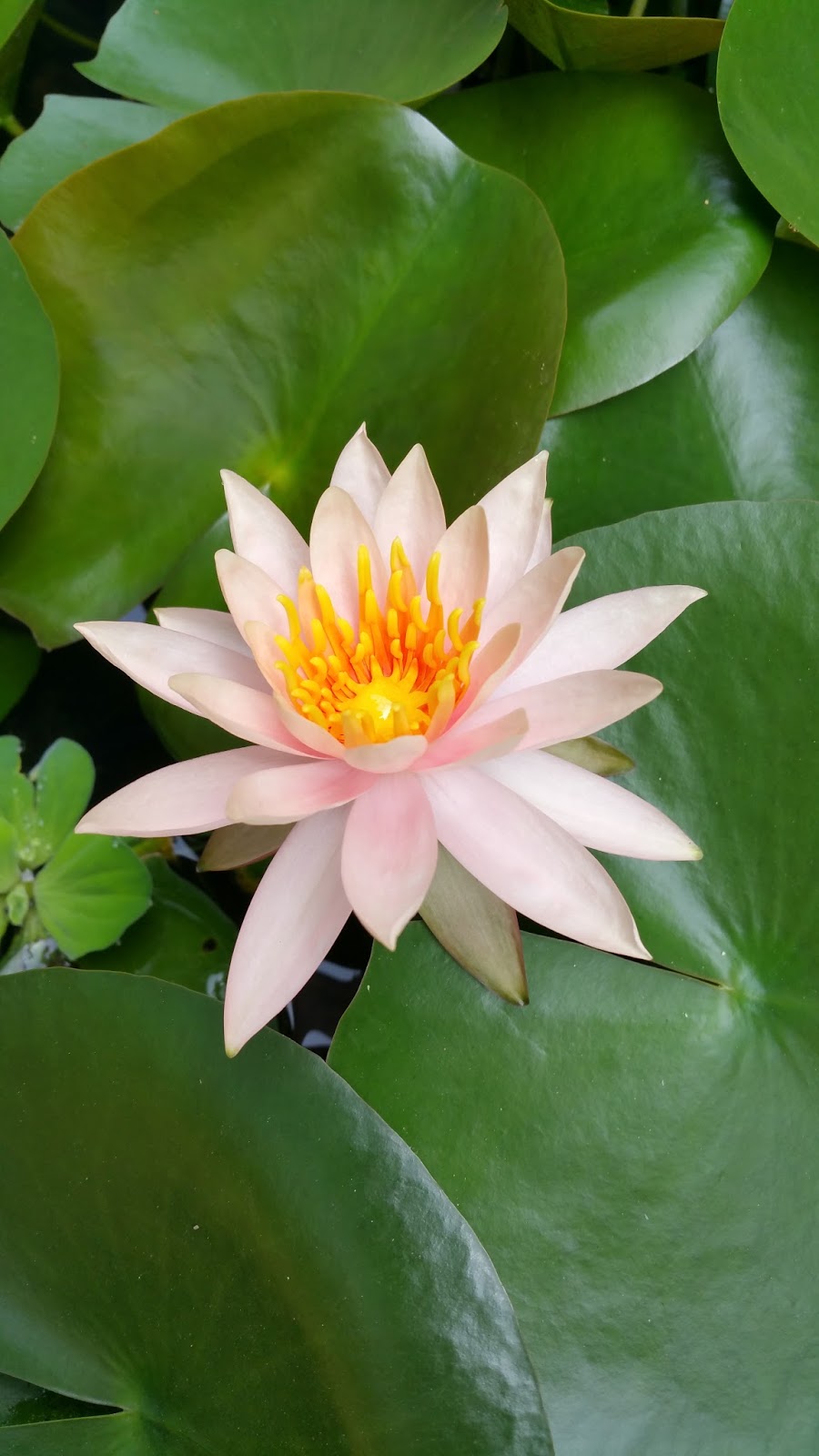 Xing Fu The Symbolism of the Lotus and the Muddy Pond