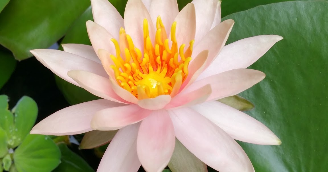 Xing Fu The Symbolism of the Lotus and the Muddy Pond