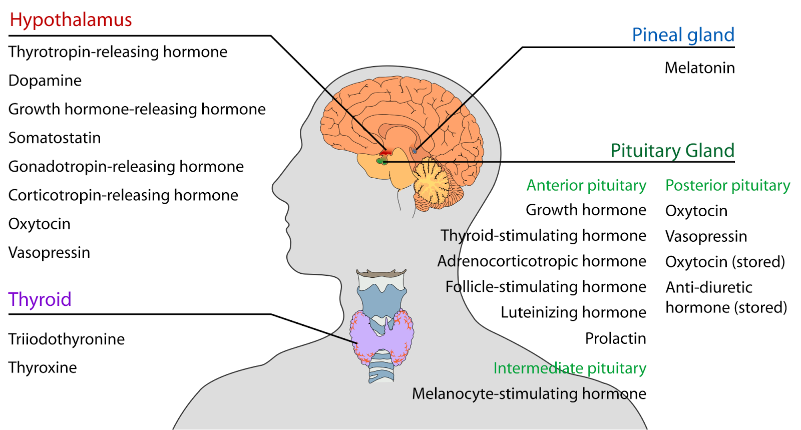 prairiemary: TROPIC HORMONE LOOPS