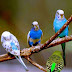 Top 10 Bird Images, Greetings, Pictures for whatsapp - bestwishespics