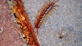 Asal Usul Danau Lipan #danaulipan #kutaikertanegara