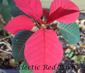 Blooming Poinsettia Plant in yard