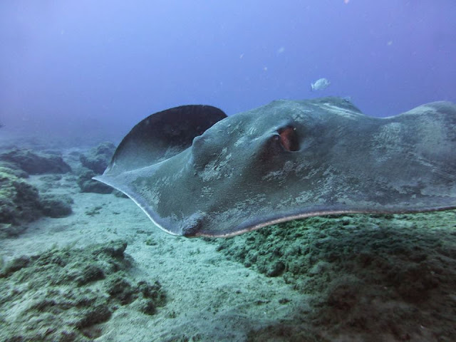 Runder Stechrochen – Taeniura grabata © Olivier Schmied 11