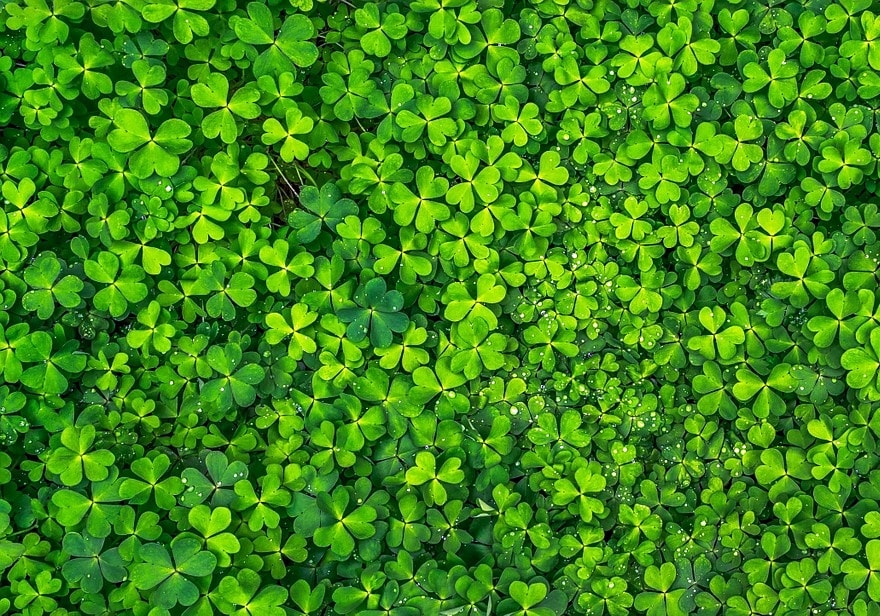 leaf texture background Images, Photos and Wallpaper Free Download leaf-texture-background-paper-texture-photo-images