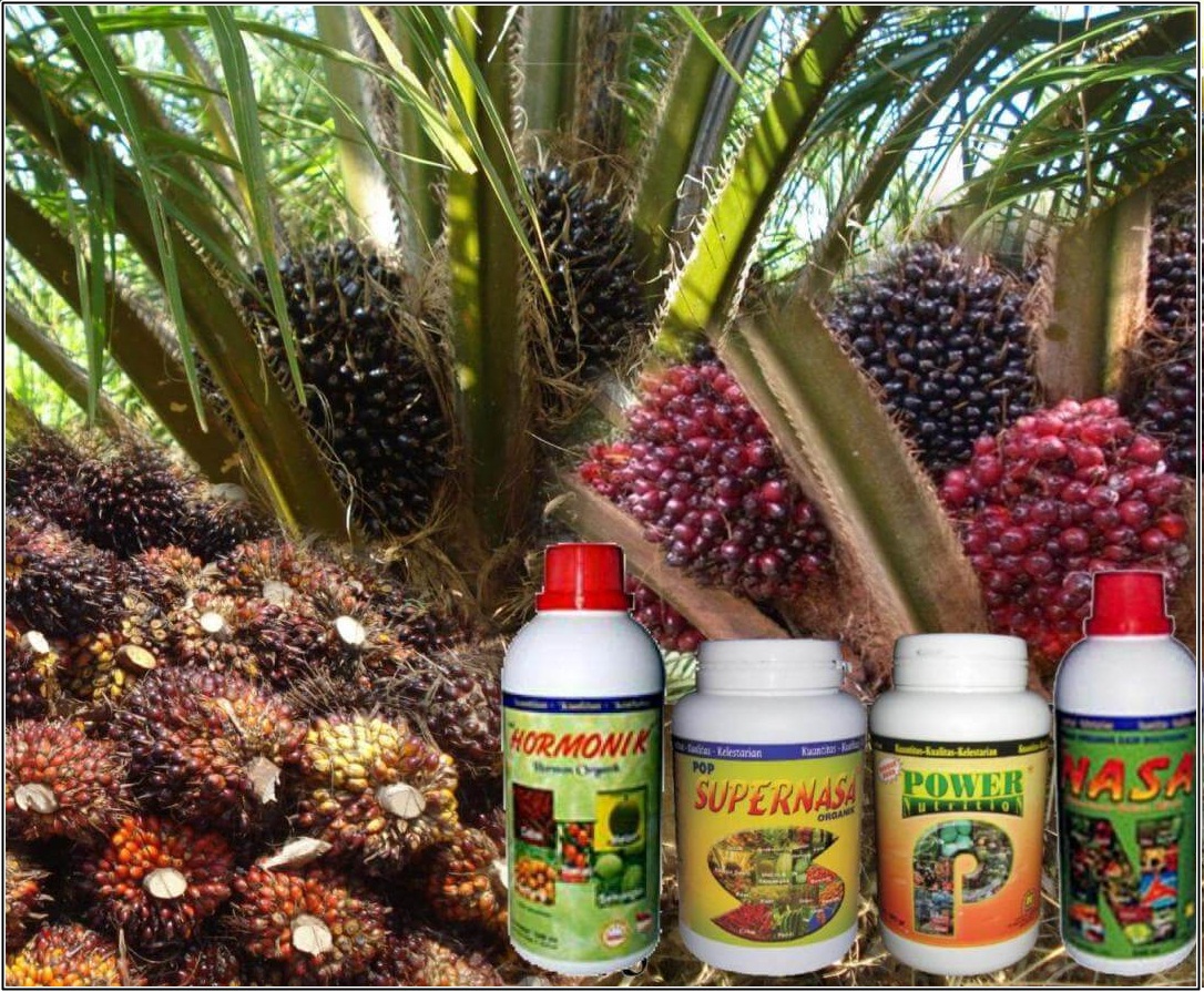 200 Gambar Buah Kelapa Sawit HD Paling Keren 200 Gambar Buah Kelapa Sawit HD Paling Keren