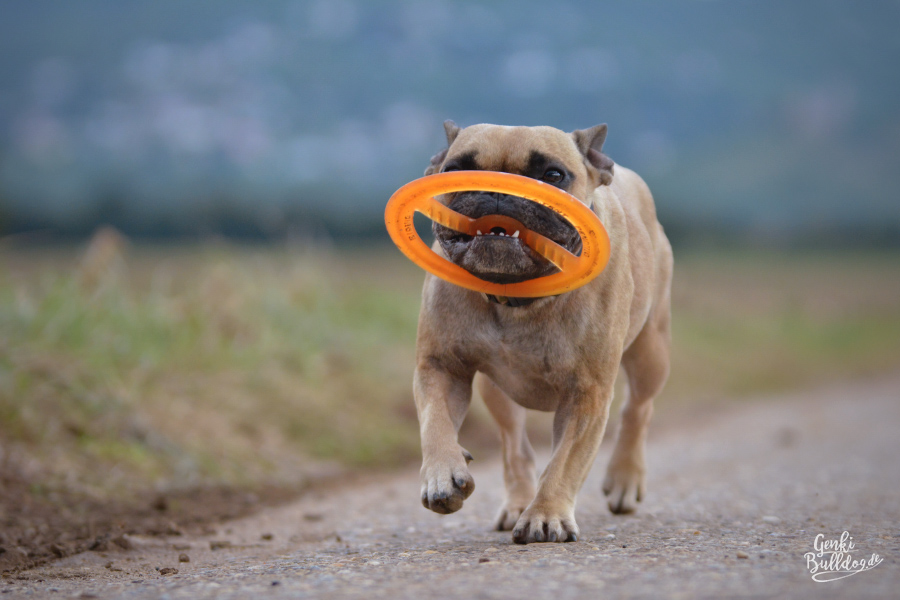 Bionic Tug n'Toss Hundespielzeug Hundefrisbee Bionic Tug n'Toss Hundespielzeug Hundefrisbee
