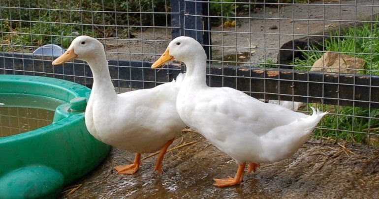 Raising Enten als Haustiere Essential Tipps zum Halten Enten in Tip Top