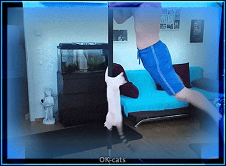 Art Cat GIF • Amazing Pole dancing Cat. “Wait human, I can do it too, because… CAT!”