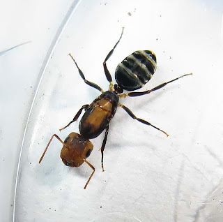 Queen of Camponotus bedoti