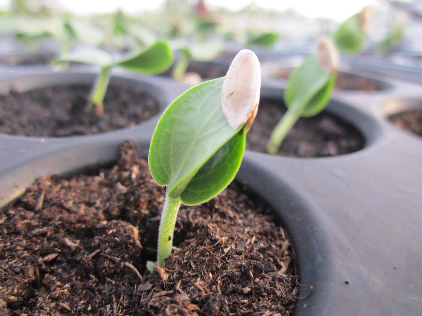 Modern Farming: Sistem Fertigasi Cili, Rock Melon dan Timun: KURSUS