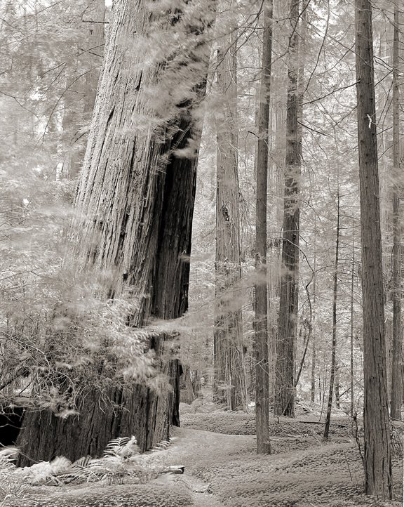 Brandon Allen Photography Large Format Black and White Photograph