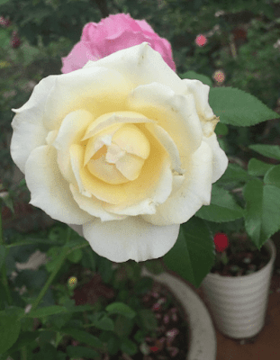 Hoa hồng 13
