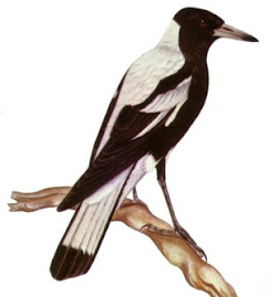 magpies are amazing