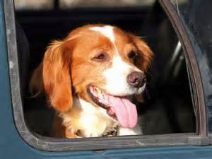 Holiday Pet Travel Tips Holiday Pet Travel Tips