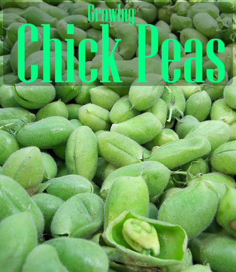 how do garbanzo beans grow