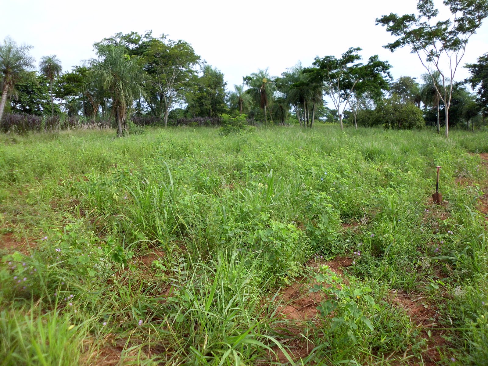 nach Paraguay auswandern und leben auf der Farm: Acker(ei) in Nähe Acahay