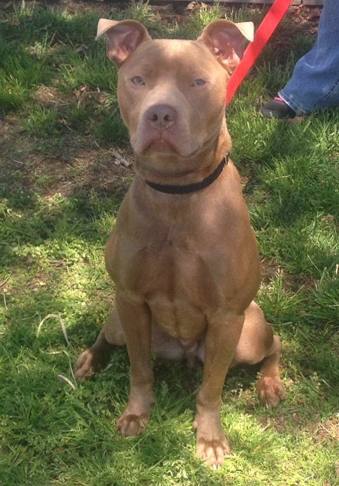 Charm City Ciemny's Baltimore's Adoptable Dogs, May 2015