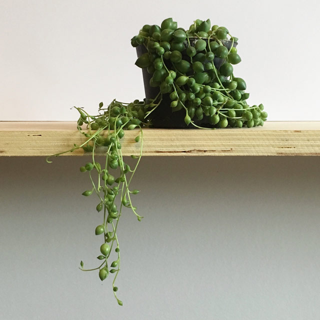 String of Pearls